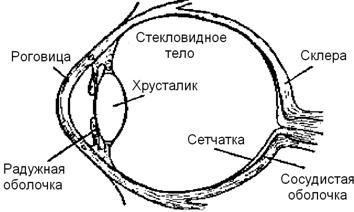 Строение глаза при формировании увеличения оптического прибора