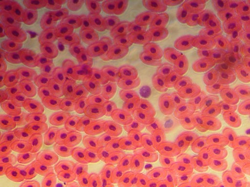 Кровь лягушки под микроскопом