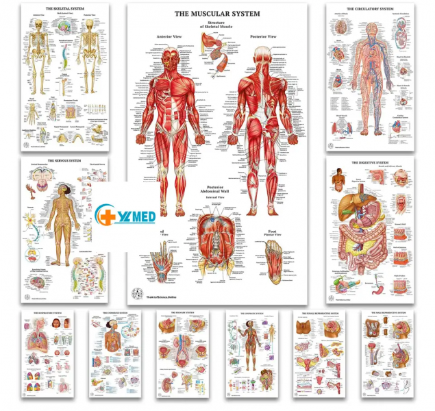 Анатомическая карта человека, набор анатомических диаграмм UL-03047 -купить в интернет-магазине в Санкт-Петербурге (Спб) и Москве