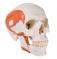 Функциональная модель черепа человека с жевательными мышцами, 2 части