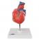 Классическая модель сердца, 2 части