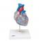 Классическая модель сердца с проводящей системой, 2 части