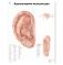 Медицинский плакат Акупунктура уха