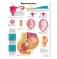 Медицинский плакат Беременность