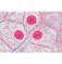 Микропрепараты «Клетки, ткани и органы», серия I, на английском языке