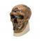 Модель черепа антропологическая, неандерталец