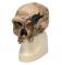 Модель черепа антропологическая, штейнгемский человек