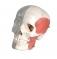 Модель черепа человека, комбинированная, материал BONElike™, 8 частей