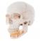 Модель черепа человека, с открытой нижней челюстью, 3 части
