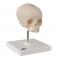 Модель черепа плода, натуральный размер, 30-я неделя беременности, на подставке