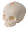 Модель черепа плода, натуральный размер, 30-я неделя беременности