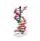 Набор «Модель двойной спирали ДНК, miniDNA®», 12 сегментов