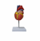 Модель человеческого сердца в натуральную величину UL-03042
