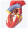 Модель анатомии сердца один к одному UL-12