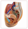 Прозрачная женская репродуктивная системамодель медицинская анатомическая матка модель человеческого женского таза UL-332B-1