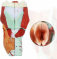 Модель гортани человека, 3 раза, анатомическая модель горла и глотки, увеличенная модель горла человека для демонстрации в медиц