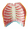 Анатомическая модель груди человека, анатомическая женская модель для преподавания и обучения UL-403