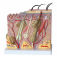 Модель структуры кожи, увеличение в 70 раз  UL