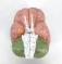 Модель человеческого мозга анатомия головного мозга цереброваскулярная артерия неврология UL-24