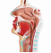Анатомическая модель носоглотки UL