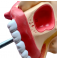 Модель строения носовой полости UL