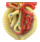 Модель почки, нефрона и клубочка UL