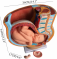 Модель женского таза в натуральную величину Анатомическая модель таза с беременностью 9 месяцев  UL-332B