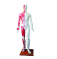 Медицинская практика акупунктуры TCM с использованием красочной роскошной модели акупунктуры человека 178 см со всеми точками ак