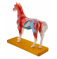 Анатомическая модель лошади