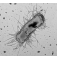 Микропрепараты Бактерии на английском языке