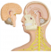 Анатомическая модель нервной системы человека UL