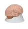 Модель мозга, 8 частей