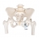 Модель скелета женского таза с подвижными головками бедренных костей