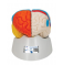 Нейро-анатомическая модель мозга, 8 частей