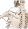 Функциональная модель скелета «Frank», подвешиваемая на роликовой стойке