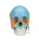 Модель черепа человека, разборная, цветная, 22 части