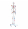 человеческий скелет в натуральную величину 180 см UL-00