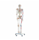 Медицинская модель человека в натуральную величину высотой 180 см UL-101