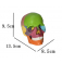 Мини-модель черепа для обучения с 15 съёмными частями размер 1/2 UL-0072