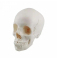 Модель черепа человека в натуральную величину UL-0071