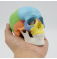 цветная модель черепа с 3 частями 1/2 в натуральную величину  UL-0070