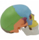 цветная модель черепа с 3 частями 1/2 в натуральную величину  UL-0070
