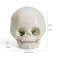 Модель черепа младенца UL-00