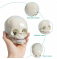 Модель черепа младенца UL-00