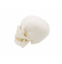 Модель человеческого черепа в натуральную величину  UL-03
