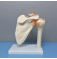 Модель скелета плечевого сустава человека UL-E