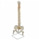 Модель позвоночника человеческого скелета в натуральную величину с тазовой и бедренной костью UL-190024