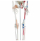 Модель человеческого скелета с обозначением мышц и связок 180 см  UL-190011