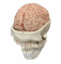 Модель человеческого черепа, съемный череп с моделью мозга, 8 частей UL-1004