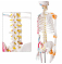 Модель человеческого скелета 180 см  нервами и кровеносными сосудами UL-102C